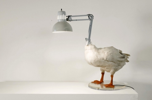 animal head lamp