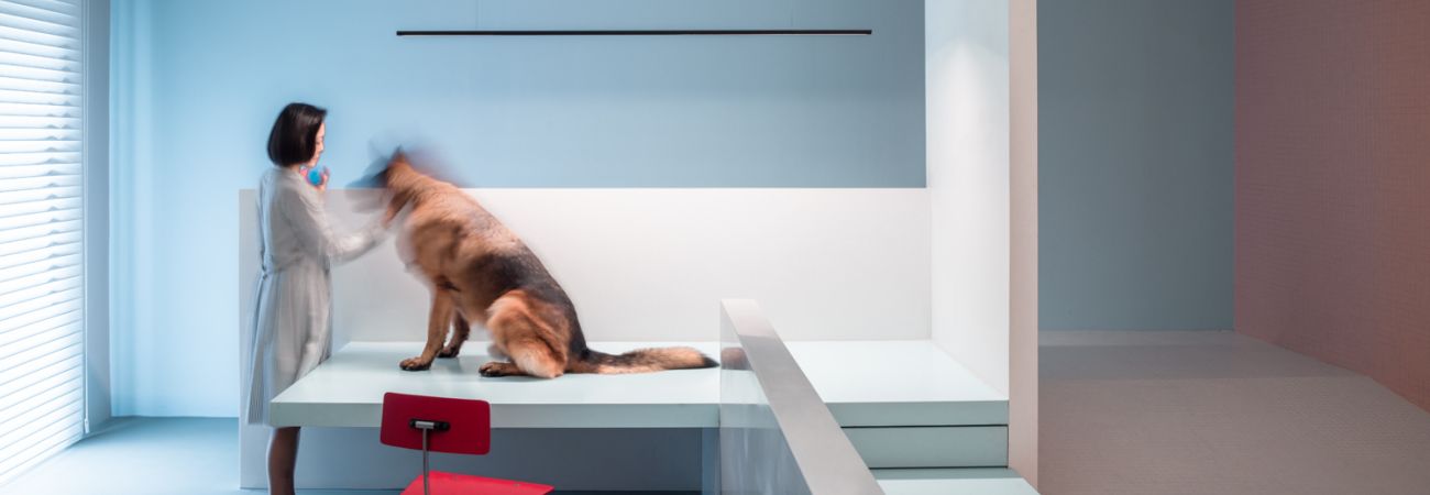 House with a basement for a disabled dog