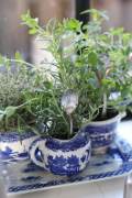 Herbs garden in the kitchen