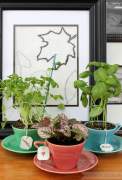 Herbs garden in the kitchen