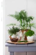 Herbs garden in the kitchen