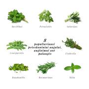 Herbs garden in the kitchen