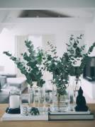 Eucalyptus - trendy interior decor detail
