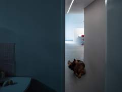 House with a basement for a disabled dog