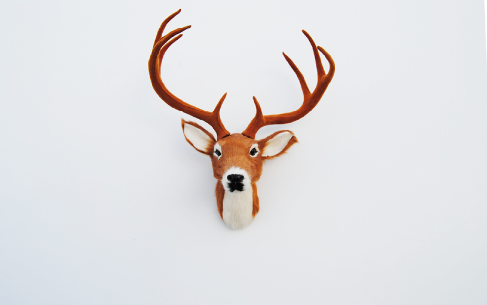 Ragai, antlers, gyvūnų galvos