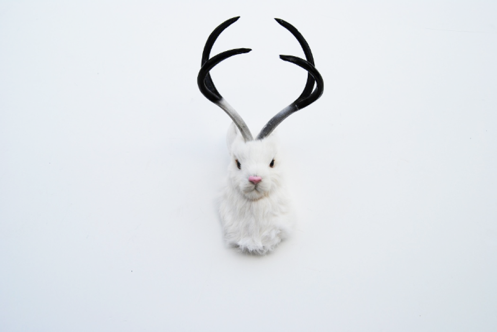 Ragai, antlers, gyvūnų galvos