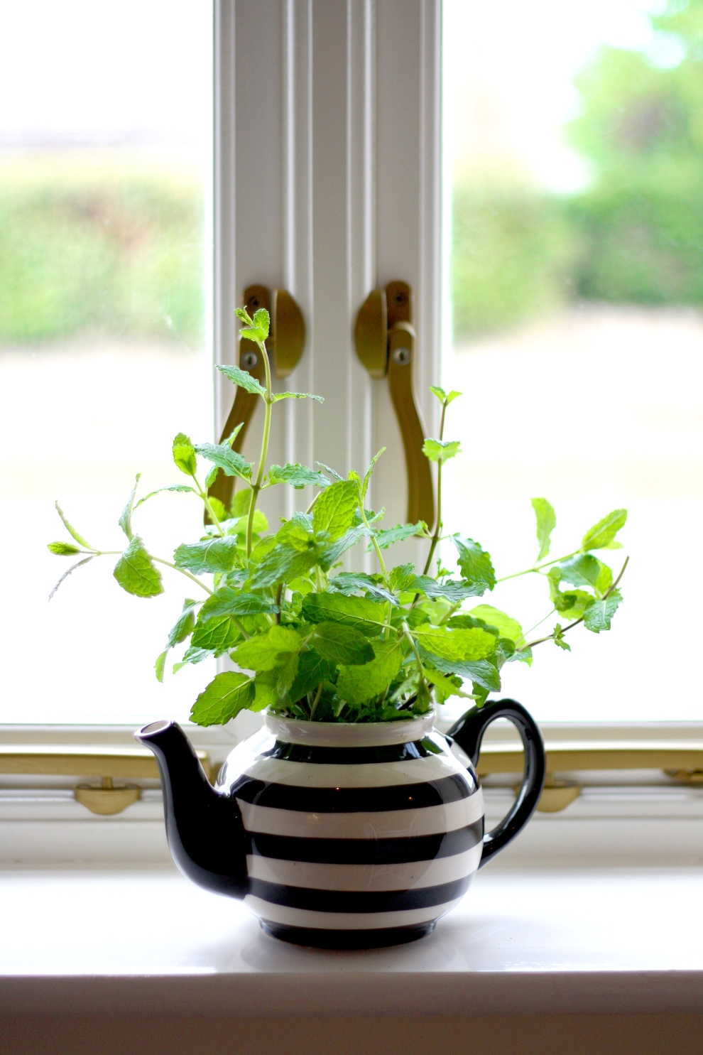 herbs in teapot