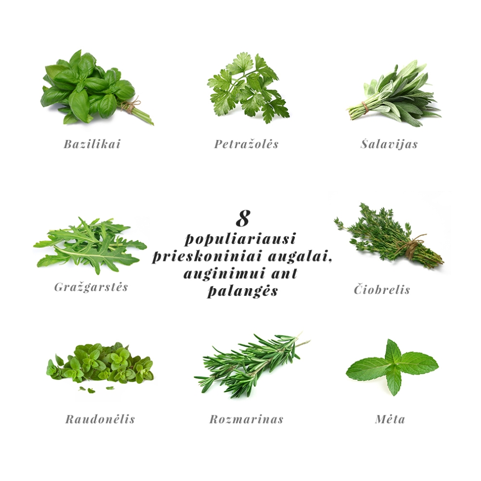 most popular herbs