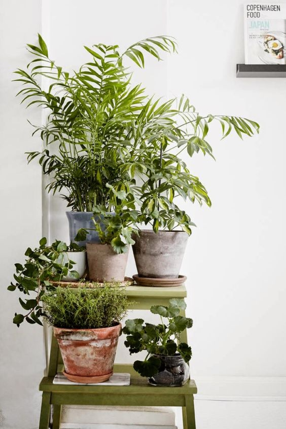 urban jungle idejos