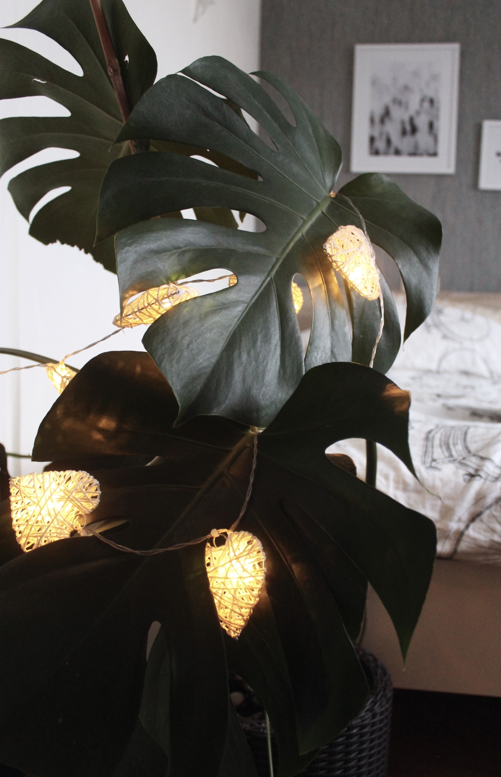 monstera