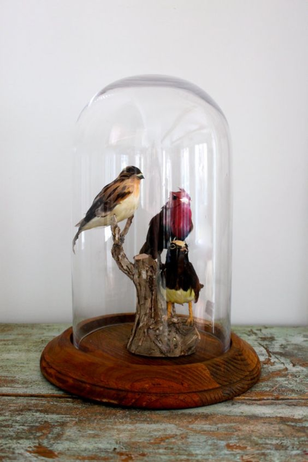 parlor domes birds