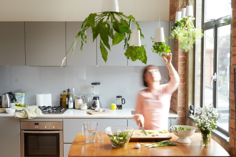 upside down kitchen plants
