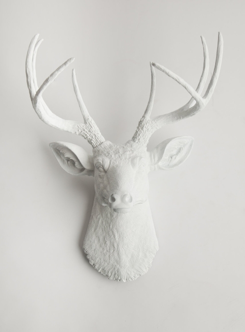 Ragai, antlers, gyvūnų galvos