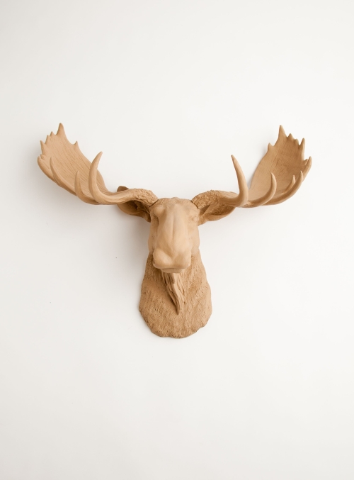 Ragai, antlers, gyvūnų galvos