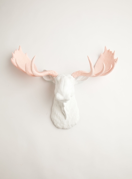 Ragai, antlers, gyvūnų galvos