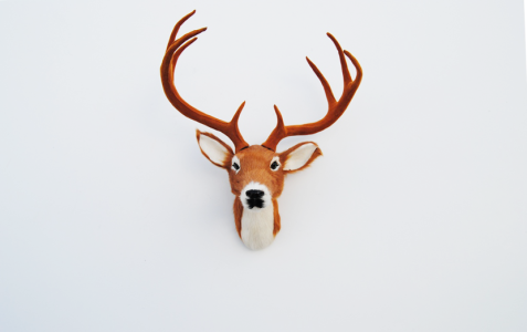 Ragai, antlers, gyvūnų galvos