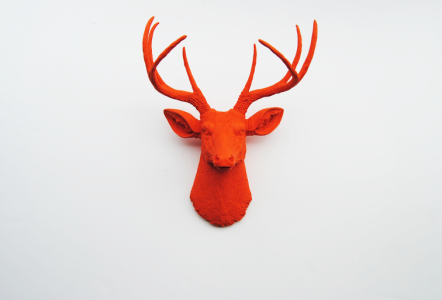 Ragai, antlers, gyvūnų galvos