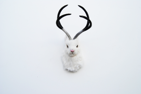 Ragai, antlers, gyvūnų galvos
