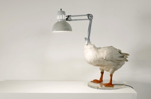 animal head lamp