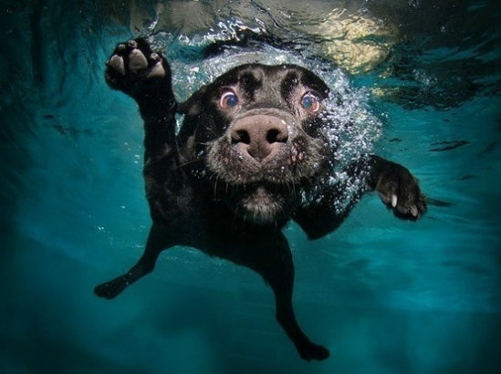 swimming dog