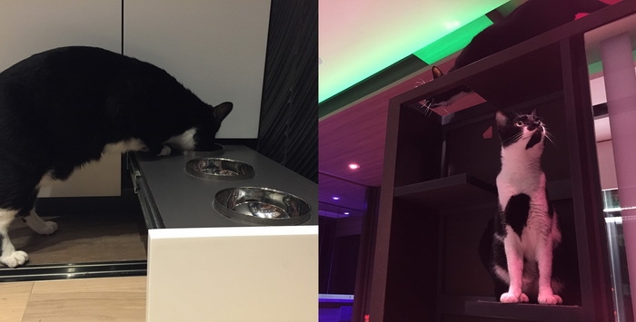 interior for cats